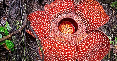 Rafflesia Arnoldii - Il Più Grande Fiore Sulla Terra