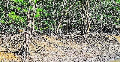 Zone Umide Di Ramsar Di Importanza Internazionale In Malesia