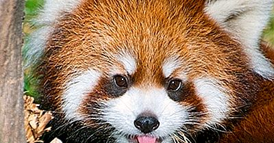 Røde Panda Fakta: Dyr I Asien