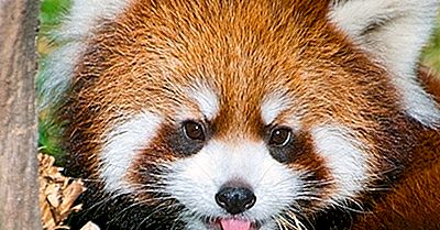 Red Panda Fakten: Tiere Asiens