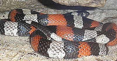Reptiler Native To Ecuador