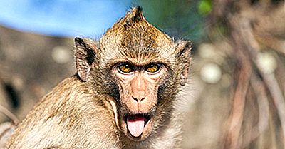 Datos De Los Monos Rhesus: Animales De Asia