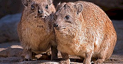 Datos De Rock Hyrax: Animals Of Africa