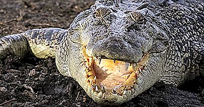 Salzwasserkrokodil Fakten: Tiere Ozeaniens