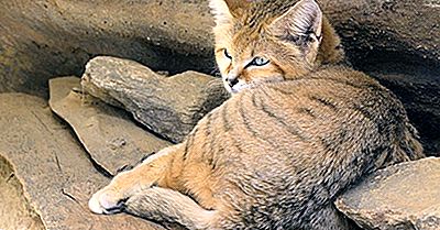 Sand Cat Facts: Animals Of The Desert