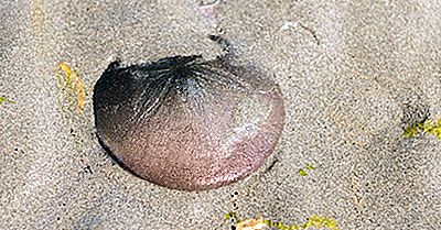 Fatos Do Dólar De Areia: Animais Dos Oceanos
