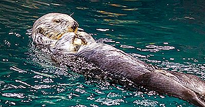 Sea Otter Fakta: Dyr Af Oceanerne