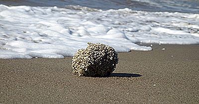 Fatti Della Spugna Del Mare - Animali Dell'Oceano