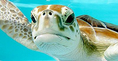 As Sete Espécies De Tartarugas Marinhas Que Vivem Nos Oceanos Do Nosso Planeta