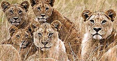 As Sete Espécies De Gatos Selvagens Da África