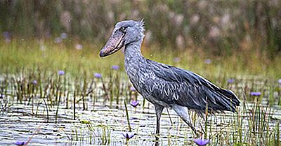 Shoebill Fakta - Djur I Afrika