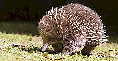 Echidna Dal Becco Corto - Animali Dell'Australia