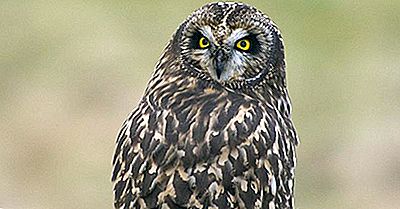 Kort-Eared Owl Fakta: Djur I Nordamerika