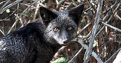 Silver Fox Fakta: Djur I Nordamerika