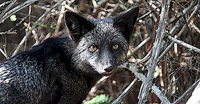 Silver Fox Fakta: Dyr I Nordamerika