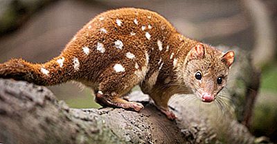 Las Seis Especies De Quoll Encontradas En Oceanía