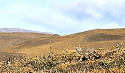 Südamerikanische steppe