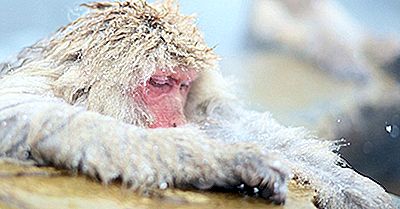 Fatos Do Macaco Da Neve: Animais Da Ásia