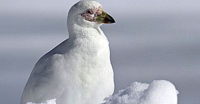 Snowy Sheathbill Fatti: Animali Dell'Antartide