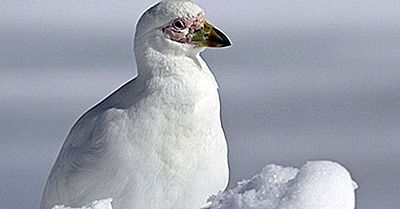Snowy Sheathbill Fakta: Dyr I Antarktis