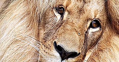 Southwest African Lion Fakta: Djur I Afrika