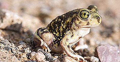 Spadefoot Toad Facts: Animais Da América Do Norte