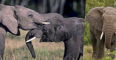 Especies De Plantas Y Animales Más Afectados Por El Tráfico Ilícito De Vida Silvestre