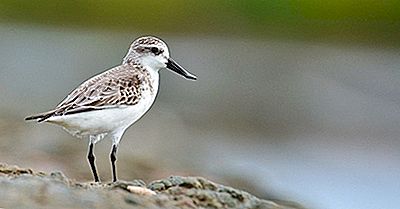 Datos De Lavandera Con Pico De Cuchara - Animals Of The World