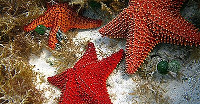 Estrella De Mar - Animales De Los Océanos