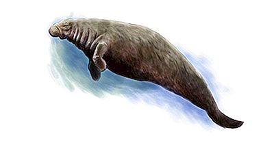 Steller Sea Cow Facts: Estinti Animali Del Mondo