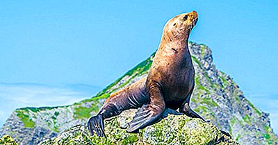 Steller Sea Lion Fapte: Animale Ale Oceanelor