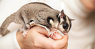 Sugar Glider Feiten - Dieren Van Oceanië