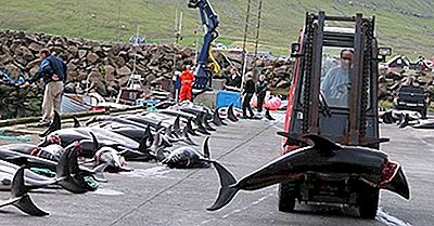 Taiji Drive Hunt - Am Meisten Betroffene Delphin- Und Walarten