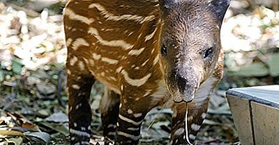 Tapir Fakta: Dyr Af Verden
