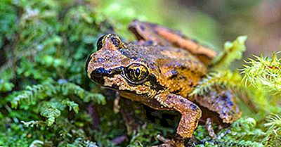 Amphibiens Menacés Du Canada