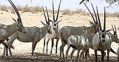 Bedreigde Zoogdieren Van Saoedi-Arabië