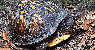 Tortugas Amenazadas De Canadá