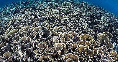 Bedrohungen Für Das Coral Triangle Ecosystem