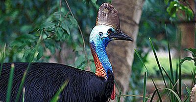 De Tre Artene Av The Cassowary Bird Living I Dag