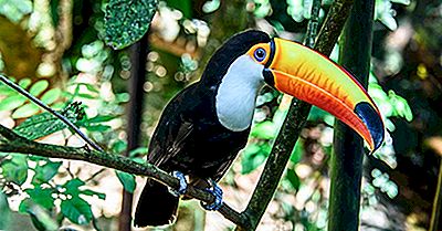Toco Toucan Fakta - Djur I Sydamerika
