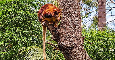 Copac-Cangur Fapte: Animale Din Oceania