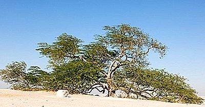 Tree Of Life - Naturlige Underverk Av Bahrain