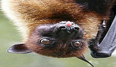Tropische Regenwaldtiere 2021