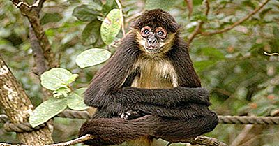 Animaux De La Forêt Tropicale