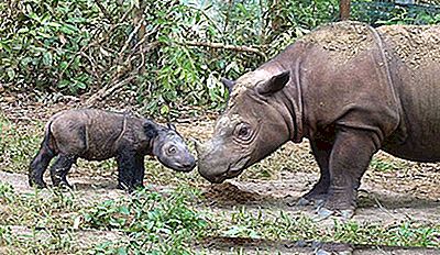 rinocer viziune scăzută