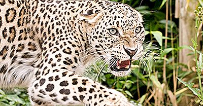 Turkey'S Endangered Mammals