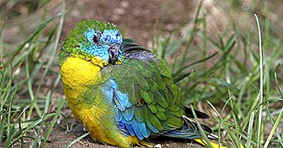 Turquoise Parrot: Feiten: Animals Of Oceania