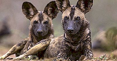 Einzigartige Fakten Uber Den Afrikanischen Wildhund 2021
