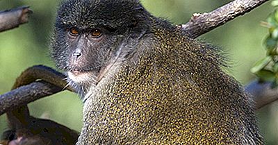 Les Espèces Uniques D'Afrique: Le Singe Des Marais D'Allen