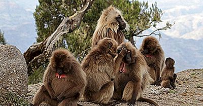 Specii Unice Din Africa: Gelada